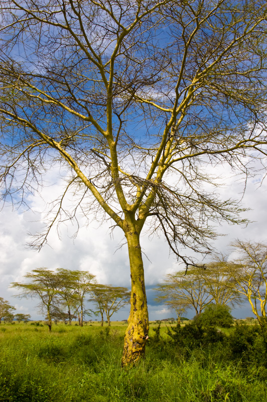 Yellow-Bark Acacia